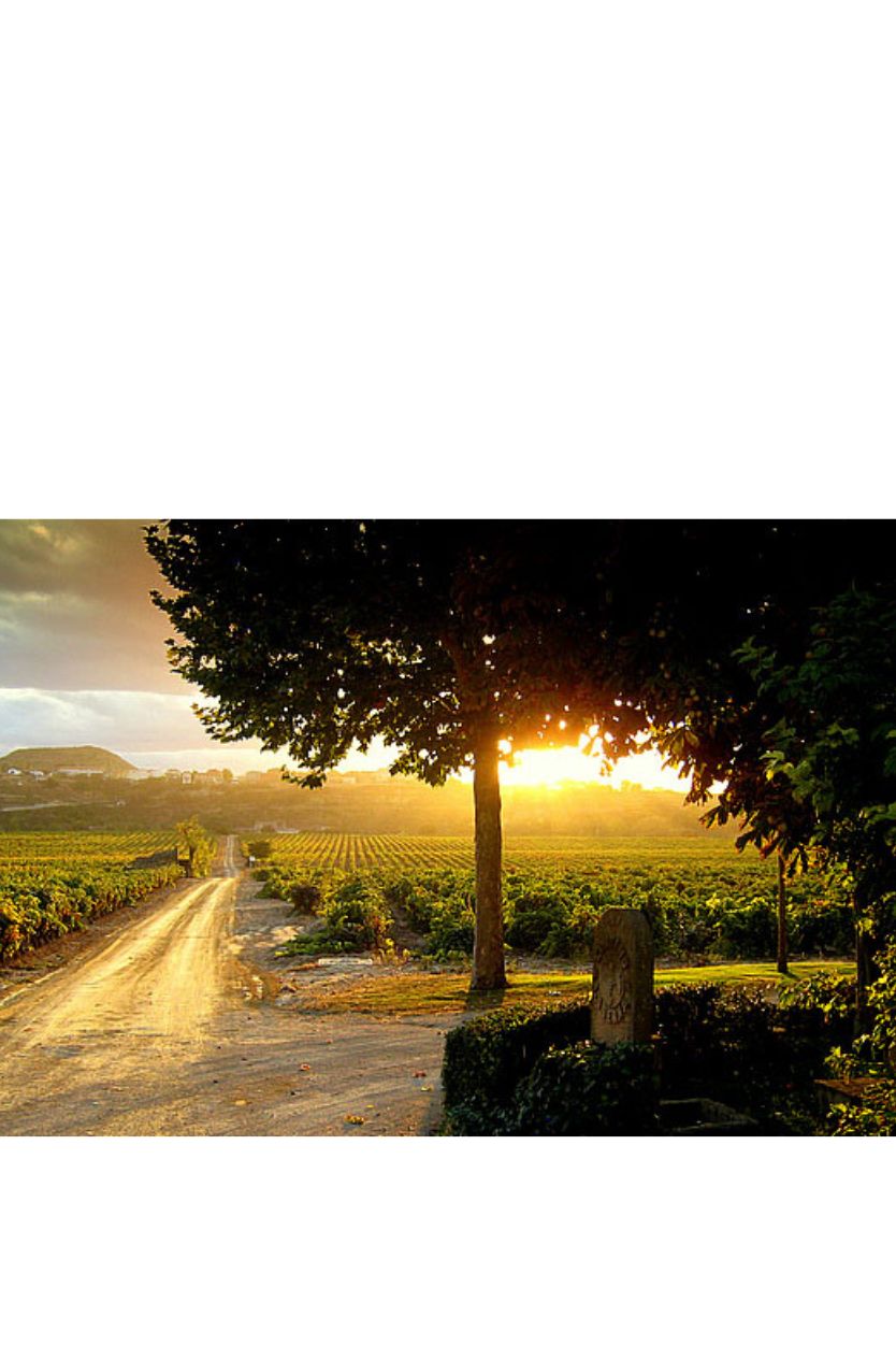 Contino Gran Reserva - Imagen 2