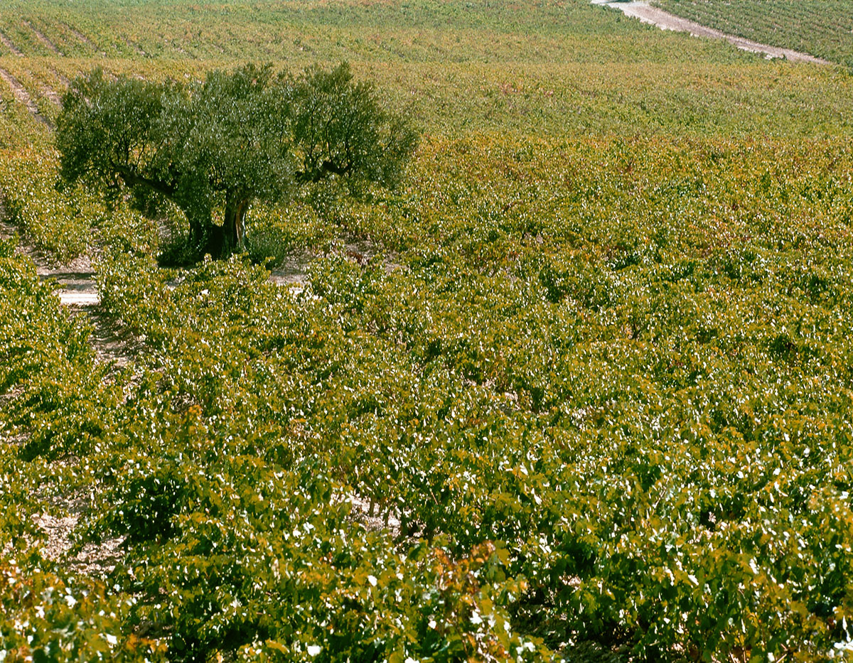 Contino Gran Reserva - Imagen 5