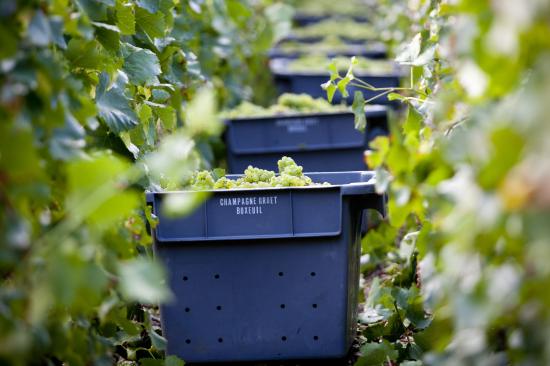 Champagne Gruet Millesime - Imagen 4