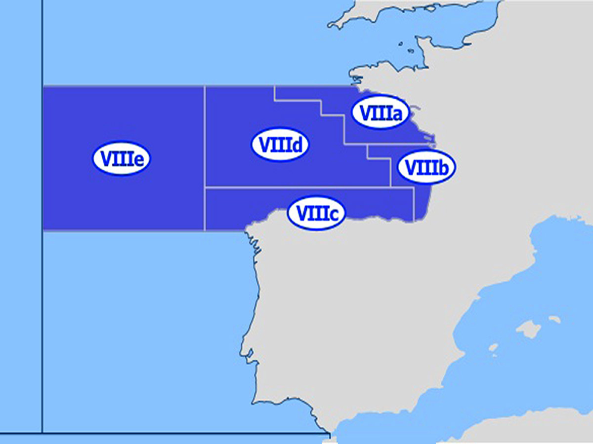Anchoa Selecta Karmelo Toja formato XL 75gr y formato XXL 100gramos Premiun - Imagen 3