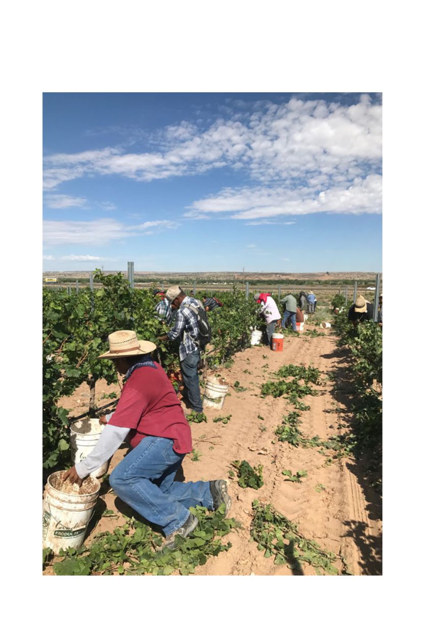 Champagne Gruet Millesime - Imagen 11