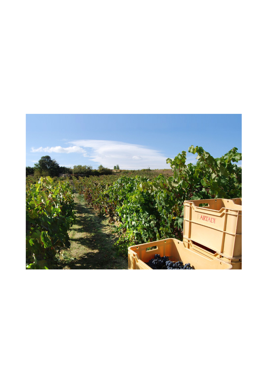 Artadi Viñas de Gain - Imagen 10