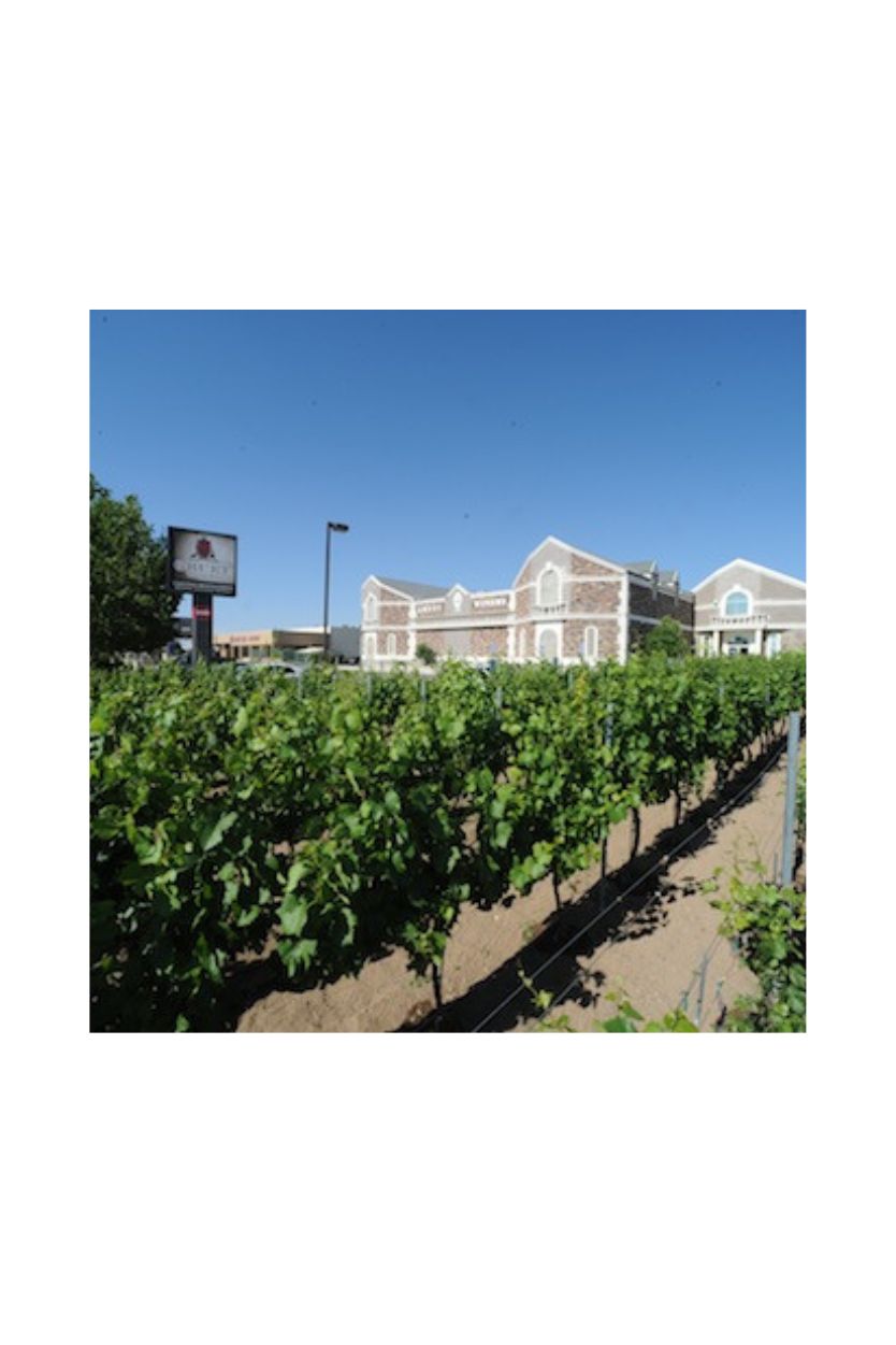 Champagne Gruet Millesime - Imagen 9