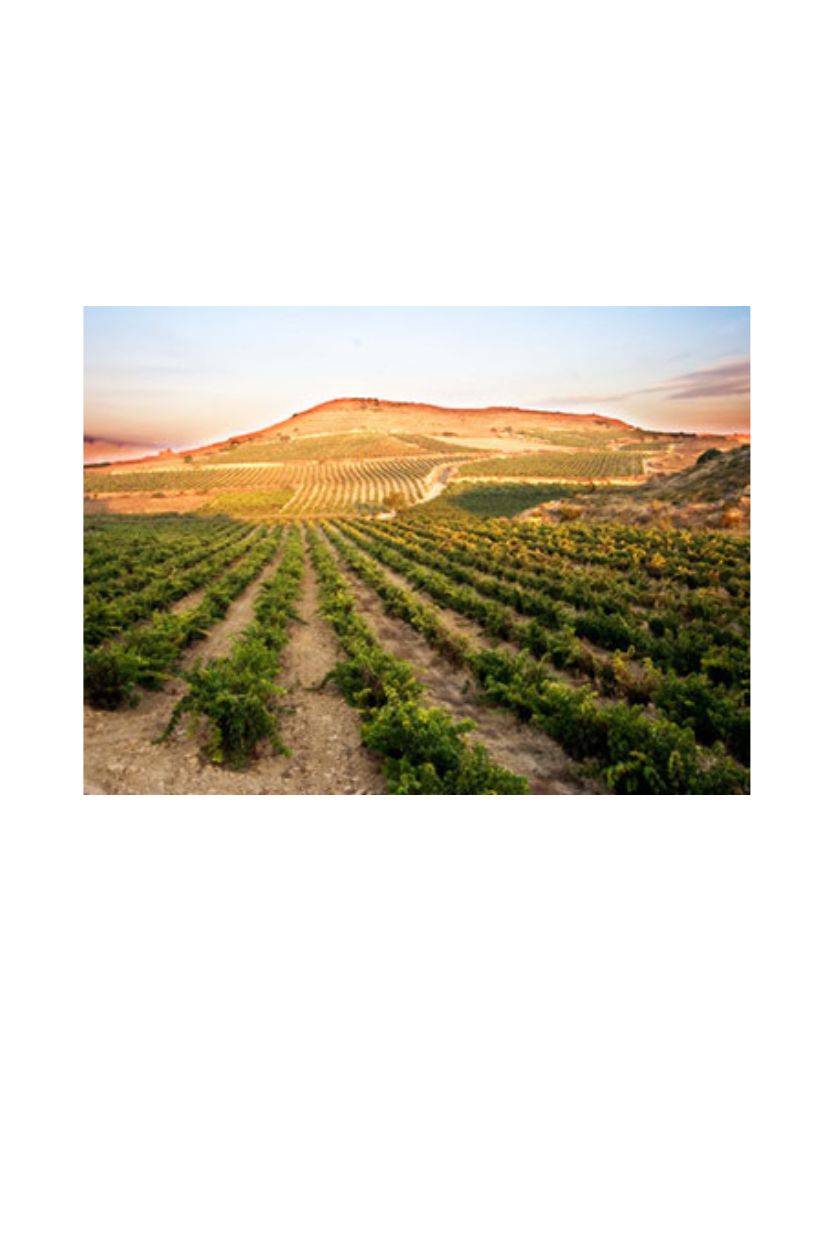 Ramon Bilbao Crianza - Imagen 3