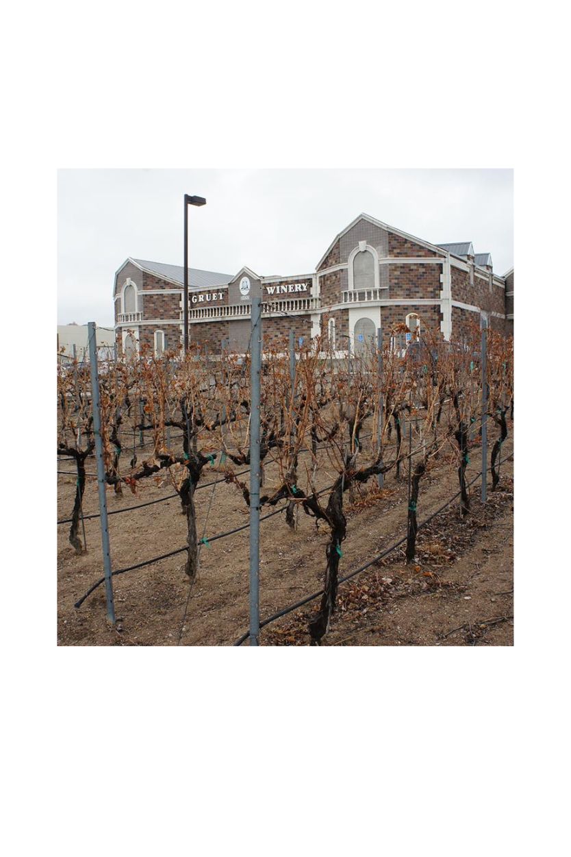 Champagne Gruet Millesime - Imagen 8