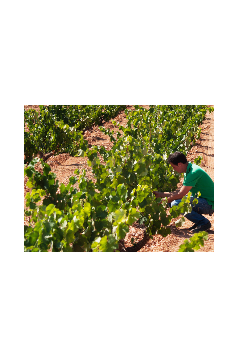 Artadi Viñas de Gain - Imagen 11