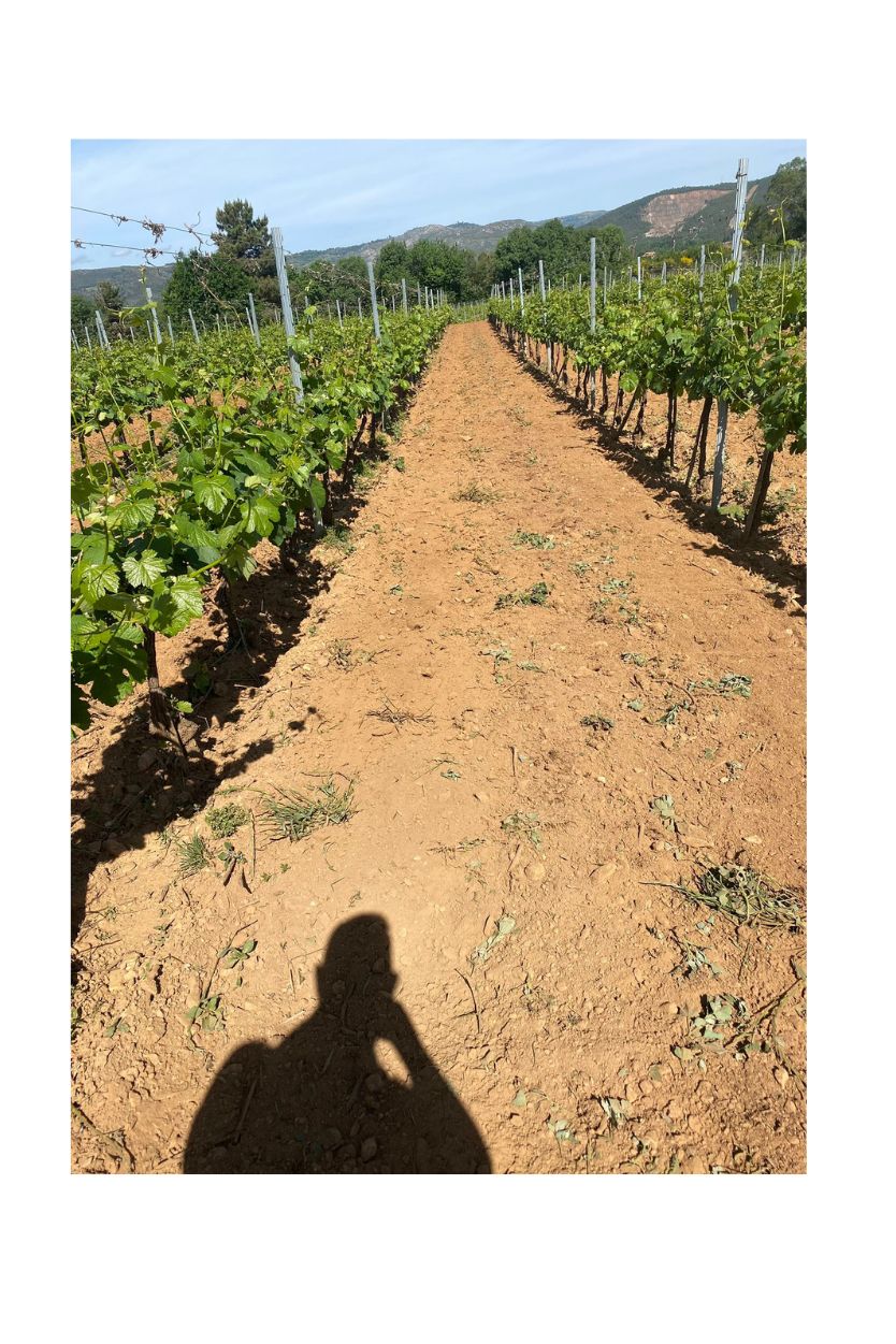 Abeledos (Godello) - Imagen 2