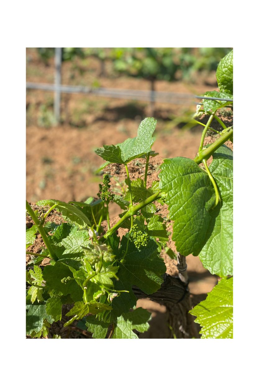 Abeledos (Godello) - Imagen 3