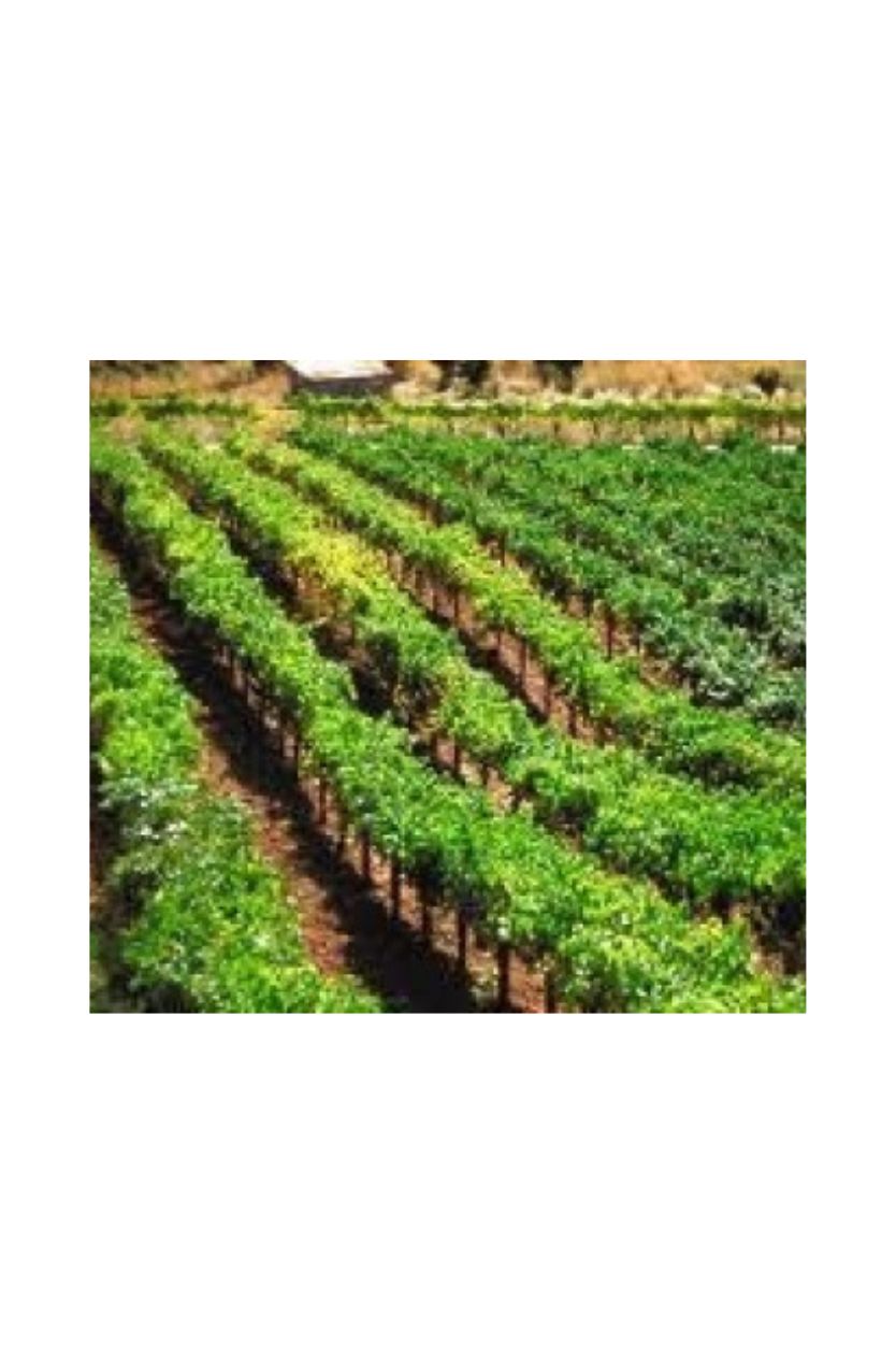 Champagne Gruet Millesime - Imagen 10