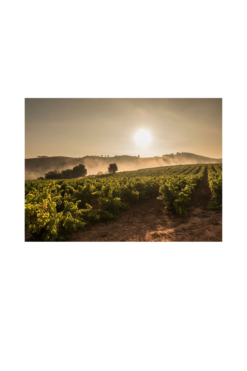 Ramon Bilbao Crianza - Imagen 2