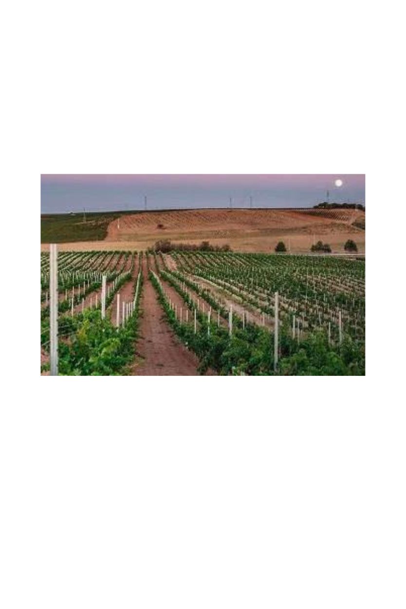 Ramon Bilbao Crianza - Imagen 4