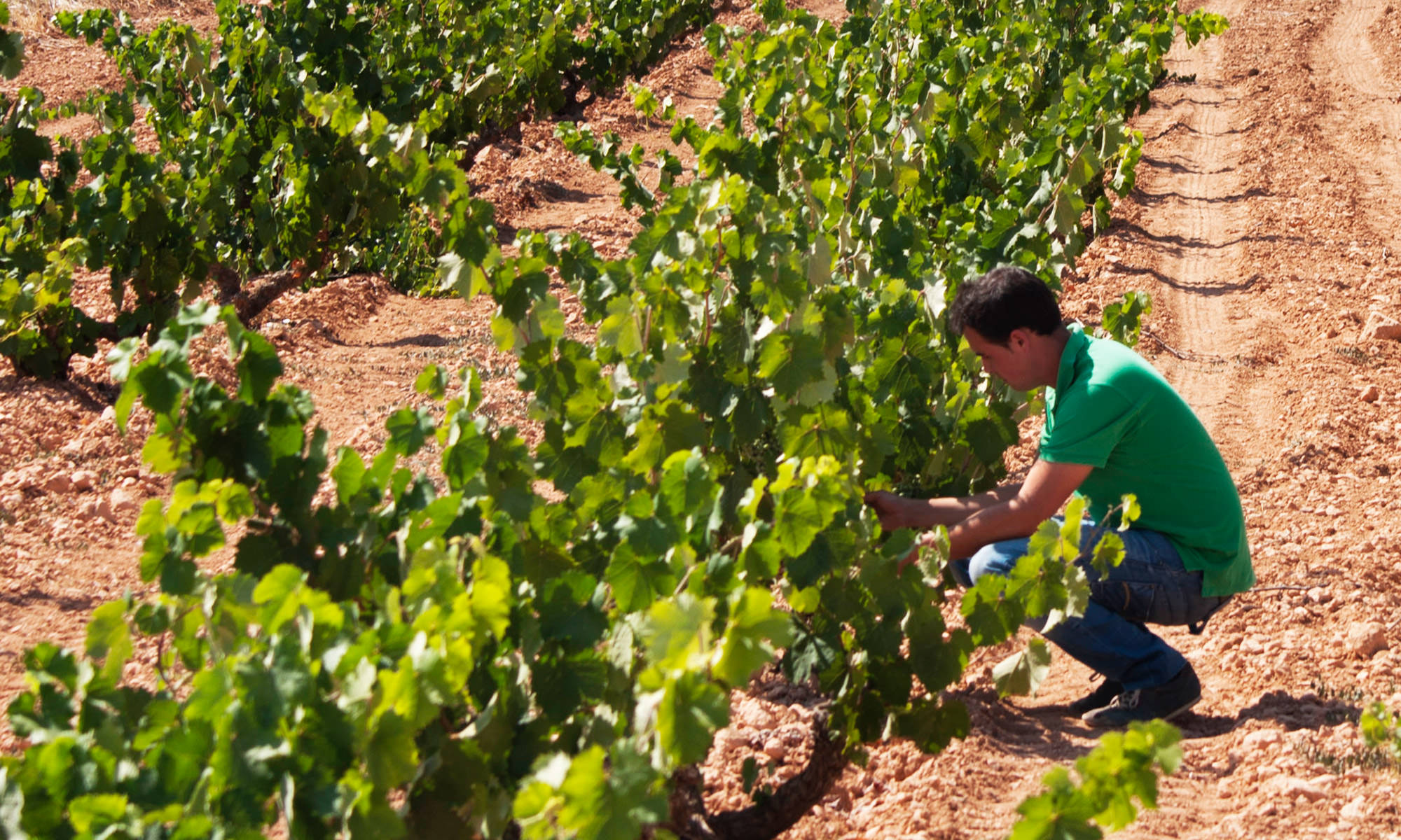 Artadi Viñas de Gain - Imagen 4