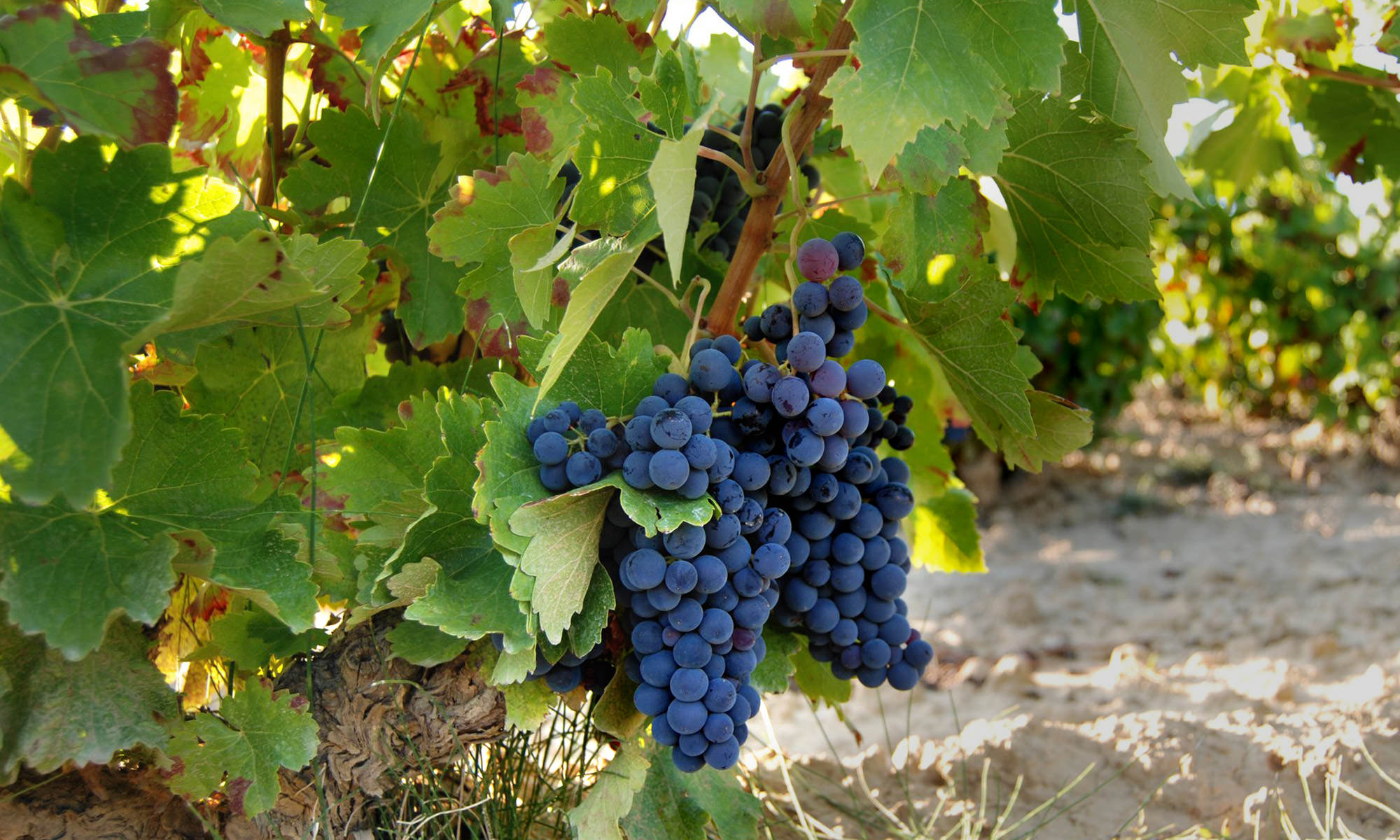 Artadi Viñas de Gain - Imagen 5