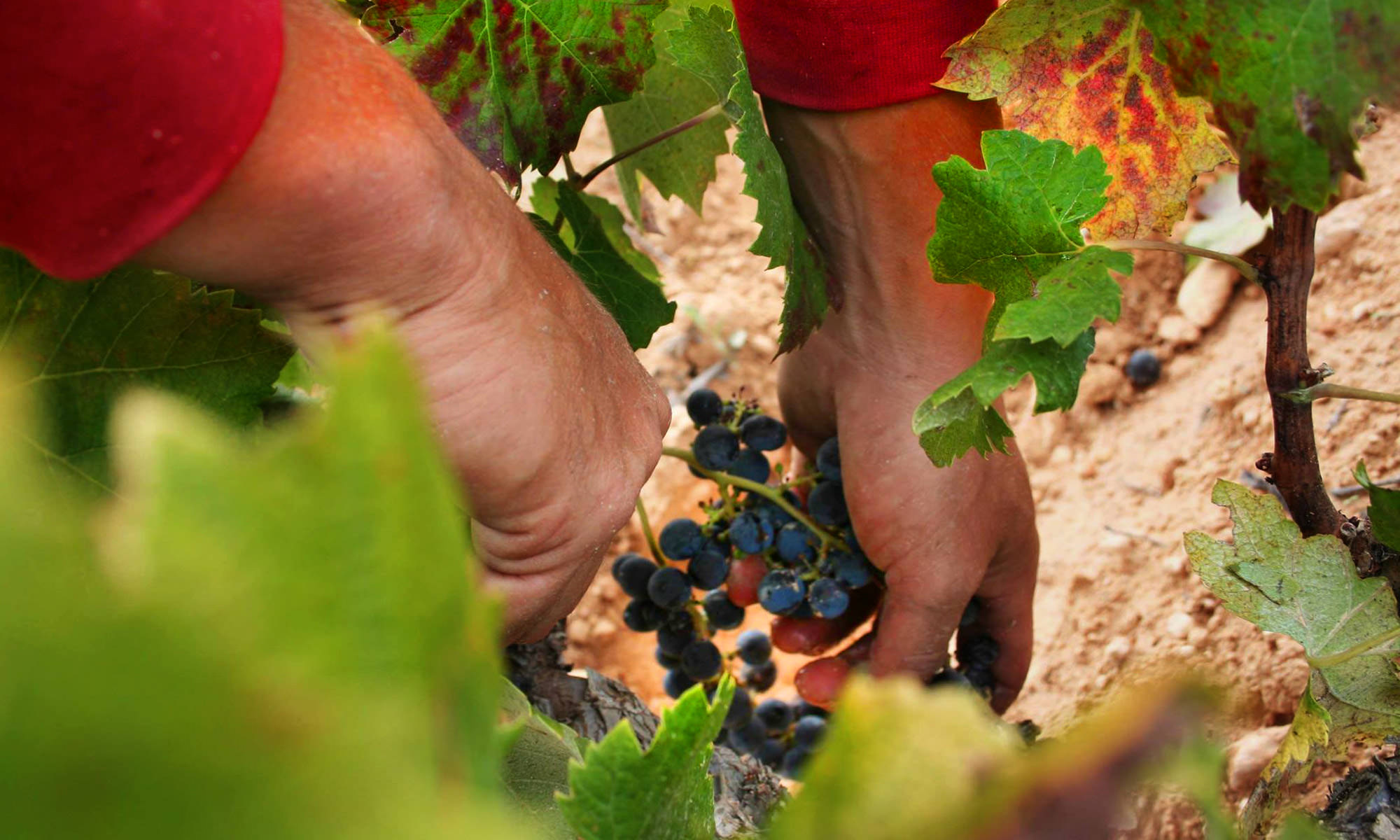 Artadi Viñas de Gain - Imagen 6